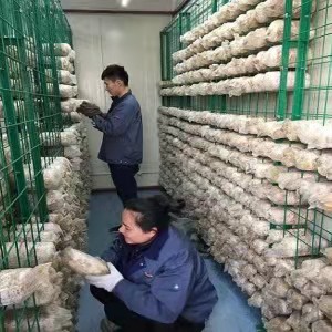 食用菌出菇架